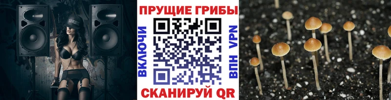 Псилоцибиновые грибы MAGIC MUSHROOMS  где продают   Аша 